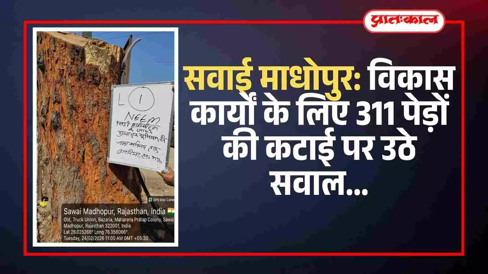 सवाई माधोपुर में सड़क किनारे काटे गए पेड़ों के अवशेष और खाली जमीन का दृश्य। सवाई माधोपुर में सड़क किनारे काटे गए पेड़ों के अवशेष और खाली जमीन का दृश्य।