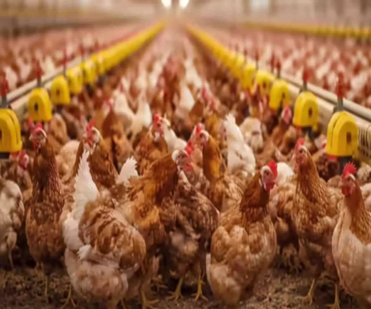 Saudi Arabia Poultry Ban- भारत समेत 40 देशों से चिकन-अंडे मंगाने पर सऊदी ने लगाई रोक Saudi Arabia Poultry Ban- भारत समेत 40 देशों से चिकन-अंडे मंगाने पर सऊदी ने लगाई रोक