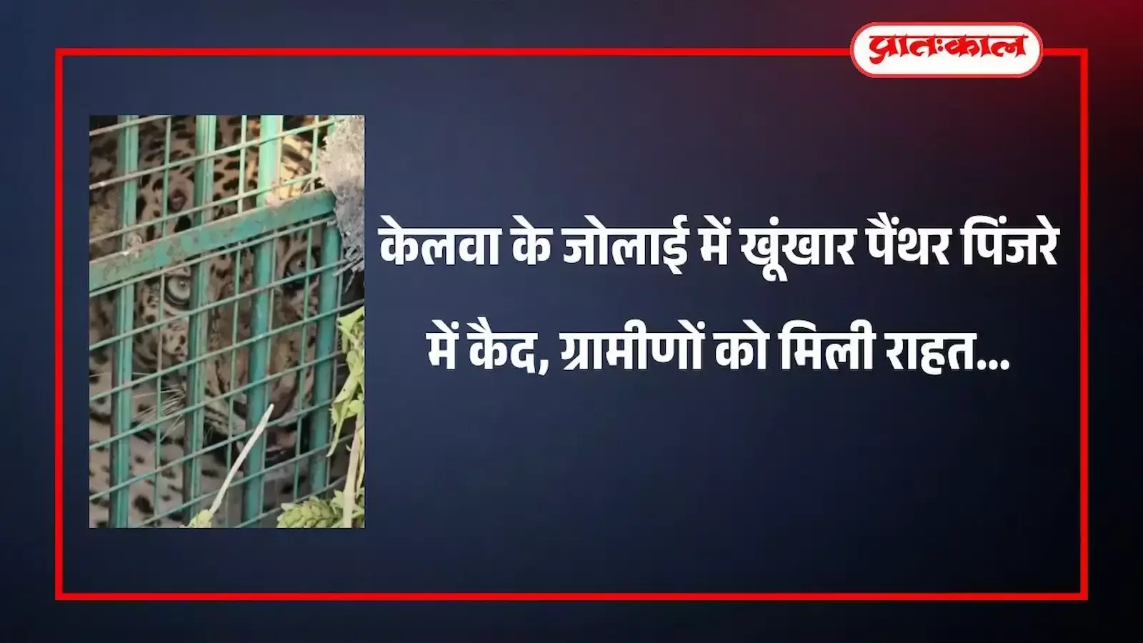 केलवा के जोलाई में लोहे के पिंजरे के अंदर कैद दिख रहा पैंथर जिसे वन विभाग ने पकड़ा है। केलवा के जोलाई में लोहे के पिंजरे के अंदर कैद दिख रहा पैंथर जिसे वन विभाग ने पकड़ा है।