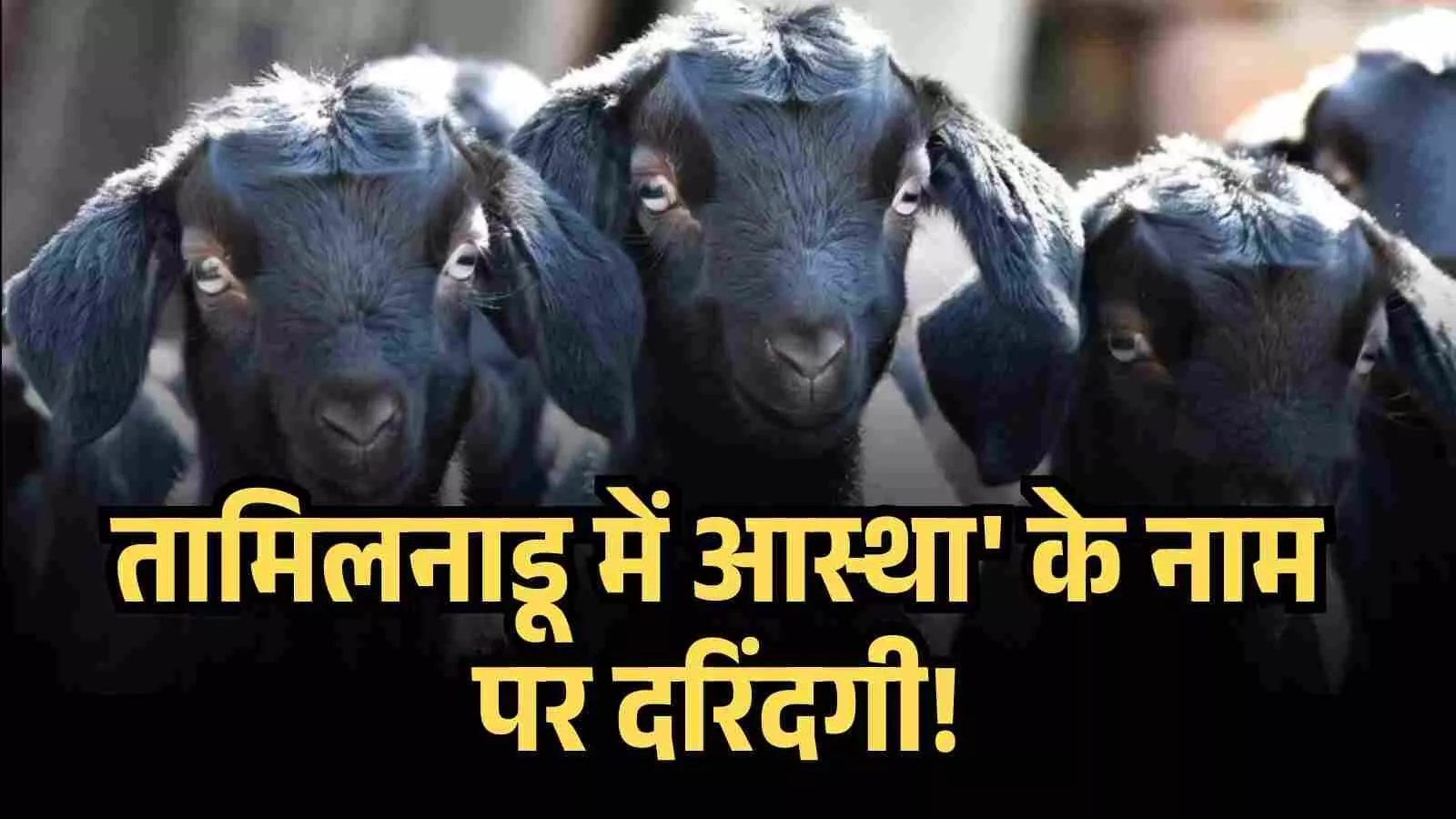 मासूम मेमनों को हवा में उछालकर दांतों से काट देते हैं गर्दन, तामिलनाडू में आस्था के नाम पर रूह कंपा देने वाला खेल मासूम मेमनों को हवा में उछालकर दांतों से काट देते हैं गर्दन, तामिलनाडू में आस्था के नाम पर रूह कंपा देने वाला खेल