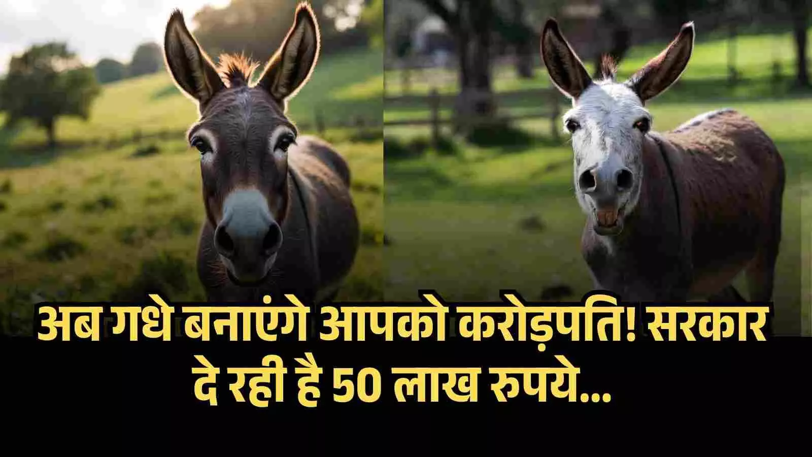अब गधे बनाएंगे आपको करोड़पति! सरकार दे रही है 50 लाख रुपये, मोदी सरकार की इस स्कीम ने उड़ाए सबके होश! अब गधे बनाएंगे आपको करोड़पति! सरकार दे रही है 50 लाख रुपये, मोदी सरकार की इस स्कीम ने उड़ाए सबके होश!