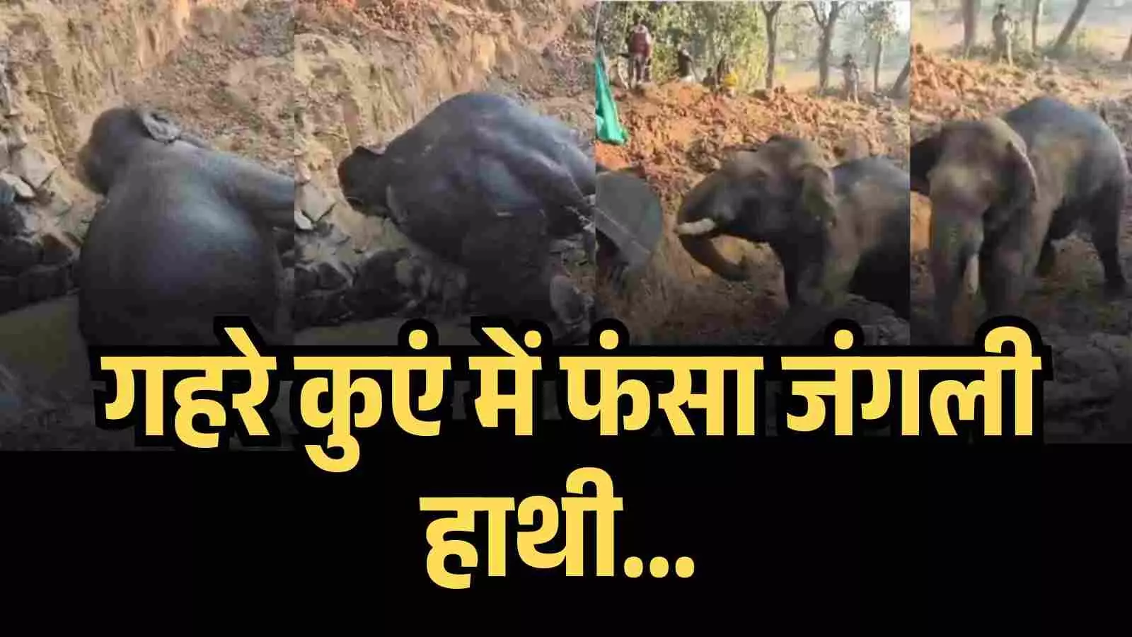 JCB and Water Pressure Used in Complex Rescue of Trapped Wild Elephant JCB and Water Pressure Used in Complex Rescue of Trapped Wild Elephant