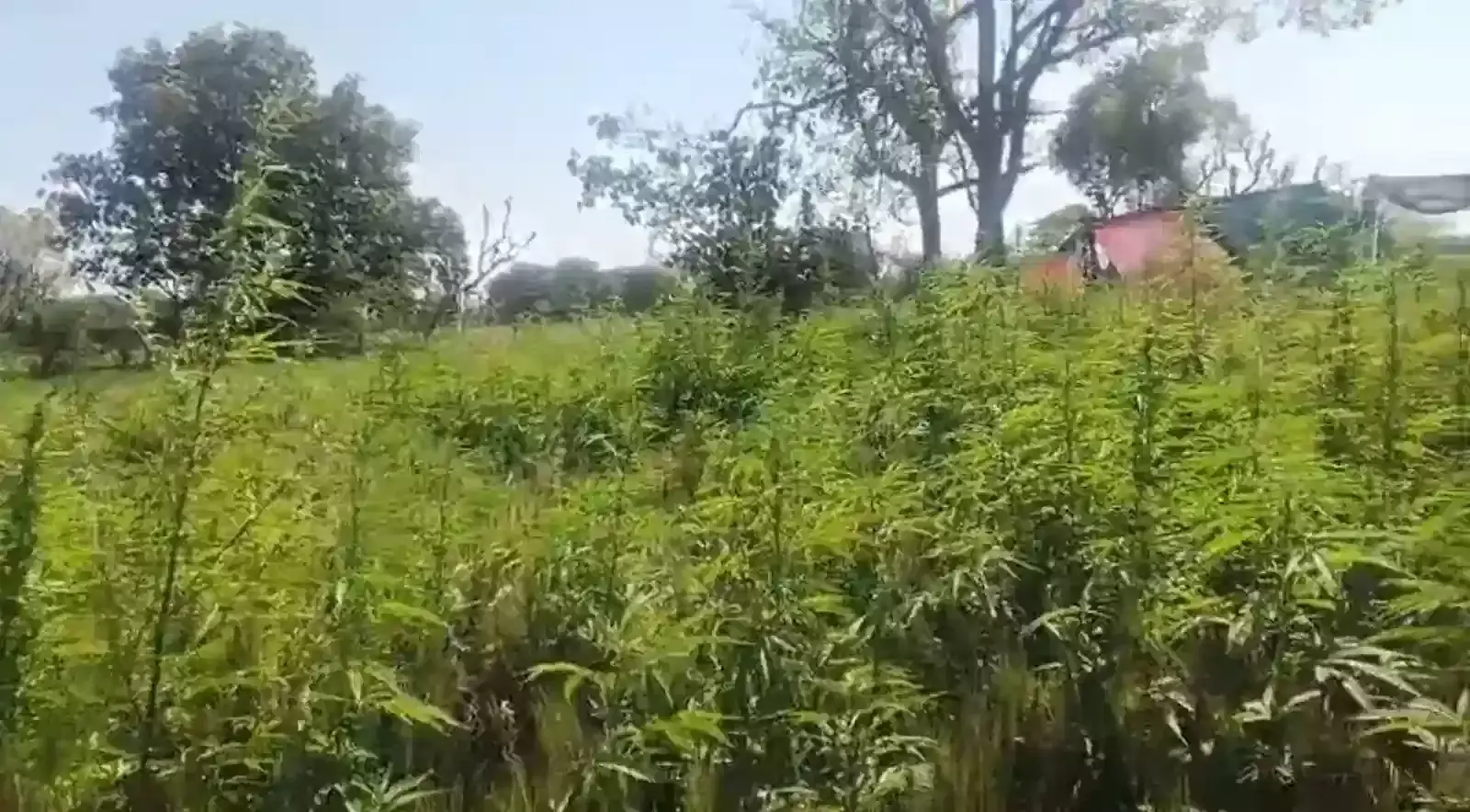 बदनोर पुलिस द्वारा चैनपुरा के खेत से जब्त किए गए अवैध गांजे के हरे पौधे और पुलिस टीम। बदनोर पुलिस द्वारा चैनपुरा के खेत से जब्त किए गए अवैध गांजे के हरे पौधे और पुलिस टीम।