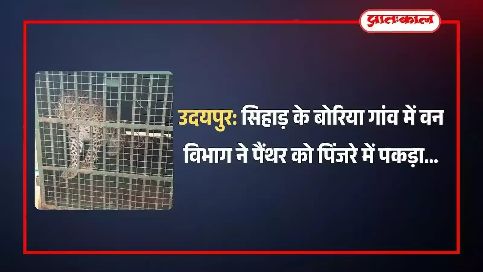 उदयपुर के सिहाड़ में वन विभाग द्वारा पिंजरे में पकड़े गए पैंथर का दृश्य। उदयपुर के सिहाड़ में वन विभाग द्वारा पिंजरे में पकड़े गए पैंथर का दृश्य।