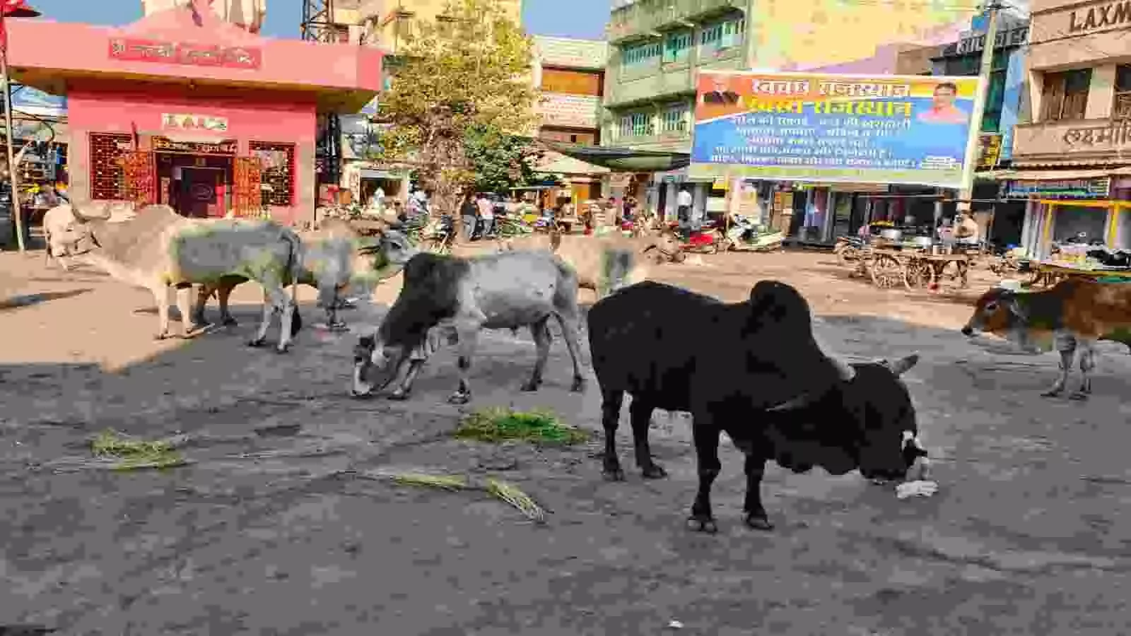 बेगूं में बढ़ती निराश्रित नंदियों पर आधुनिक नंदीशाला की मांग बेगूं में बढ़ती निराश्रित नंदियों पर आधुनिक नंदीशाला की मांग