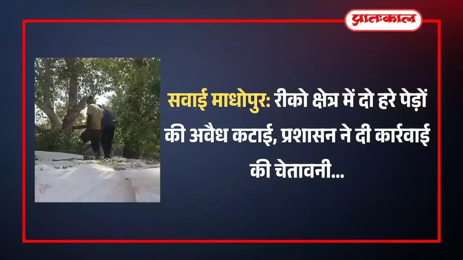 सवाई माधोपुर के रीको क्षेत्र में अवैध रूप से काटे गए दो हरे पेड़ों के अवशेष और कटे हुए तने। सवाई माधोपुर के रीको क्षेत्र में अवैध रूप से काटे गए दो हरे पेड़ों के अवशेष और कटे हुए तने।