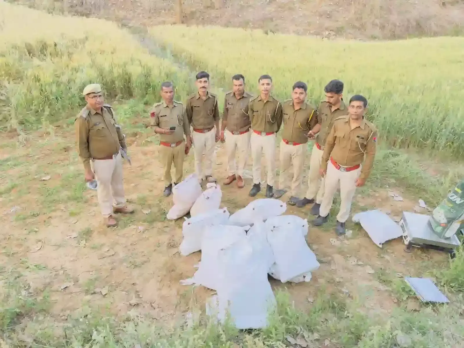 लसाड़िया पुलिस टीम बोर फला अग्गड गांव में जब्त किए गए गांजे के पौधों के साथ खड़ी है। लसाड़िया पुलिस टीम बोर फला अग्गड गांव में जब्त किए गए गांजे के पौधों के साथ खड़ी है।