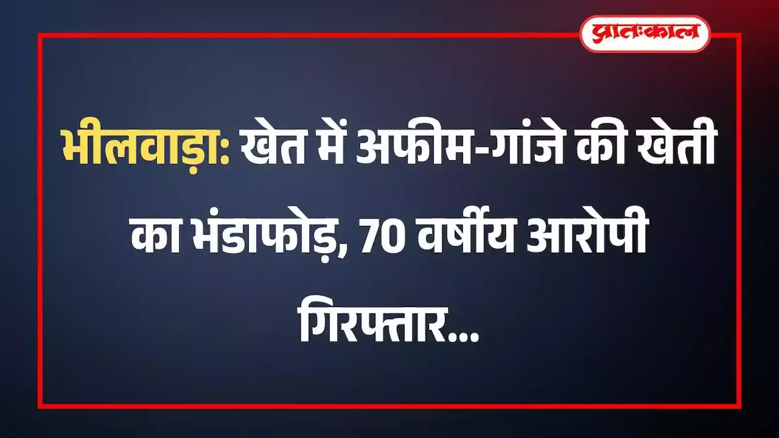 भीलवाड़ा: खेत में अफीम-गांजे की खेती का भंडाफोड़, 70 वर्षीय आरोपी गिरफ्तार भीलवाड़ा: खेत में अफीम-गांजे की खेती का भंडाफोड़, 70 वर्षीय आरोपी गिरफ्तार