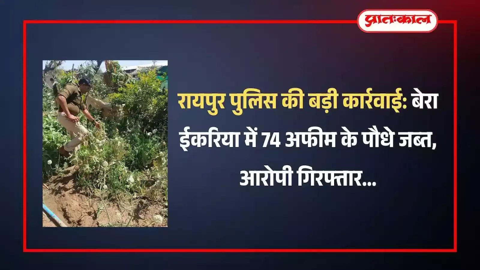 रायपुर थाना पुलिस टीम बेरा ईकरिया में खेत से जब्त किए गए अवैध अफीम के पौधों के साथ खड़ी है। रायपुर थाना पुलिस टीम बेरा ईकरिया में खेत से जब्त किए गए अवैध अफीम के पौधों के साथ खड़ी है।