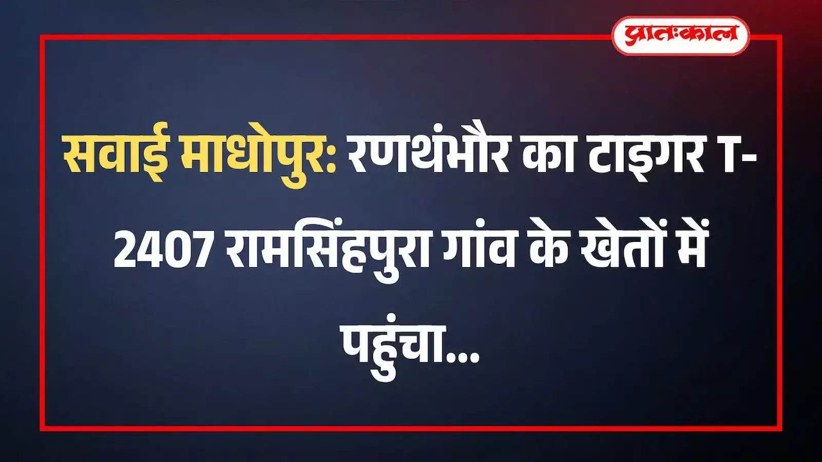 सवाई माधोपुर: रणथंभौर का टाइगर T-2407 रामसिंहपुरा गांव के खेतों में पहुंचा सवाई माधोपुर: रणथंभौर का टाइगर T-2407 रामसिंहपुरा गांव के खेतों में पहुंचा