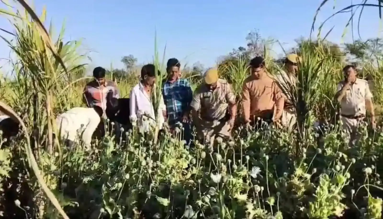 चित्तौड़गढ़ के राशमी क्षेत्र में पुलिस द्वारा खेत से जब्त किए गए अफीम के पौधे कार्रवाई के दौरान दिखाए गए दृश्य चित्तौड़गढ़ के राशमी क्षेत्र में पुलिस द्वारा खेत से जब्त किए गए अफीम के पौधे कार्रवाई के दौरान दिखाए गए दृश्य