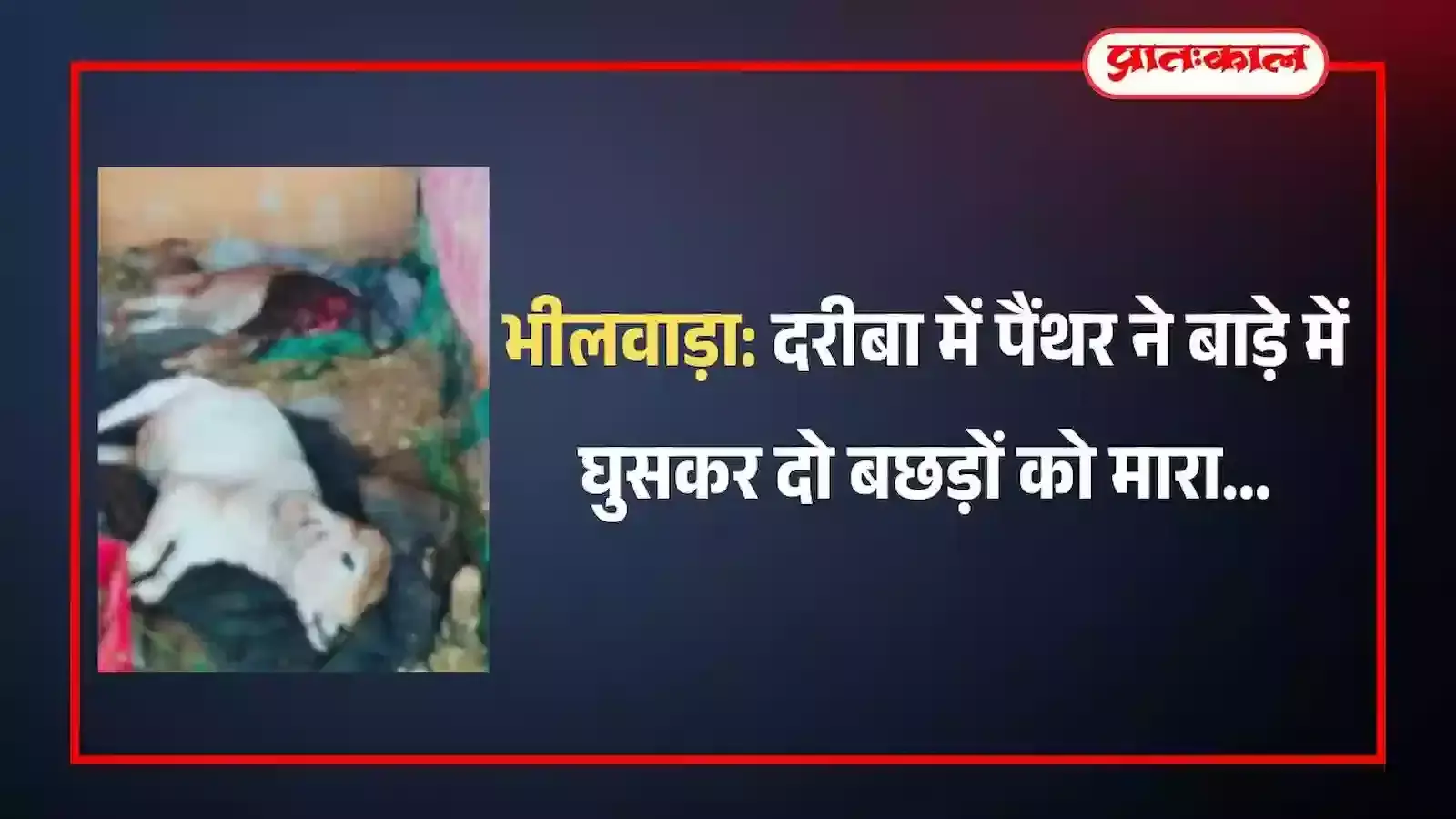 भीलवाड़ा के दरीबा गांव में पैंथर के हमले के बाद पशु बाड़े में मृत पड़े दो बछड़े। भीलवाड़ा के दरीबा गांव में पैंथर के हमले के बाद पशु बाड़े में मृत पड़े दो बछड़े।