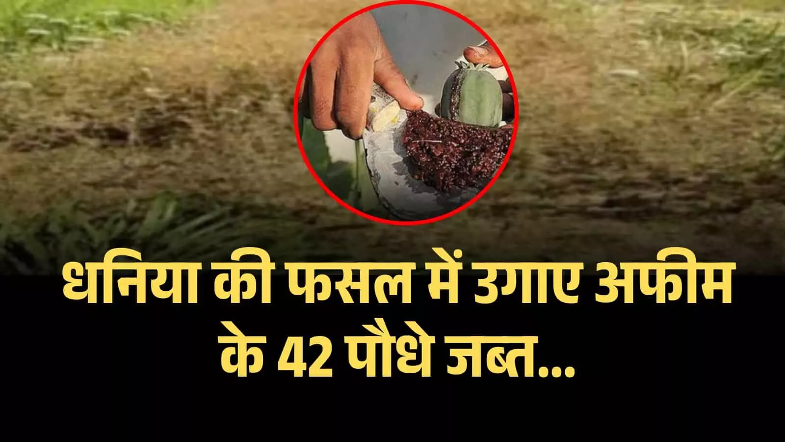 रायपुर में पुलिस टीम द्वारा खेत से जब्त किए गए अफीम के पौधे और गिरफ्तार आरोपी की बरामदगी।