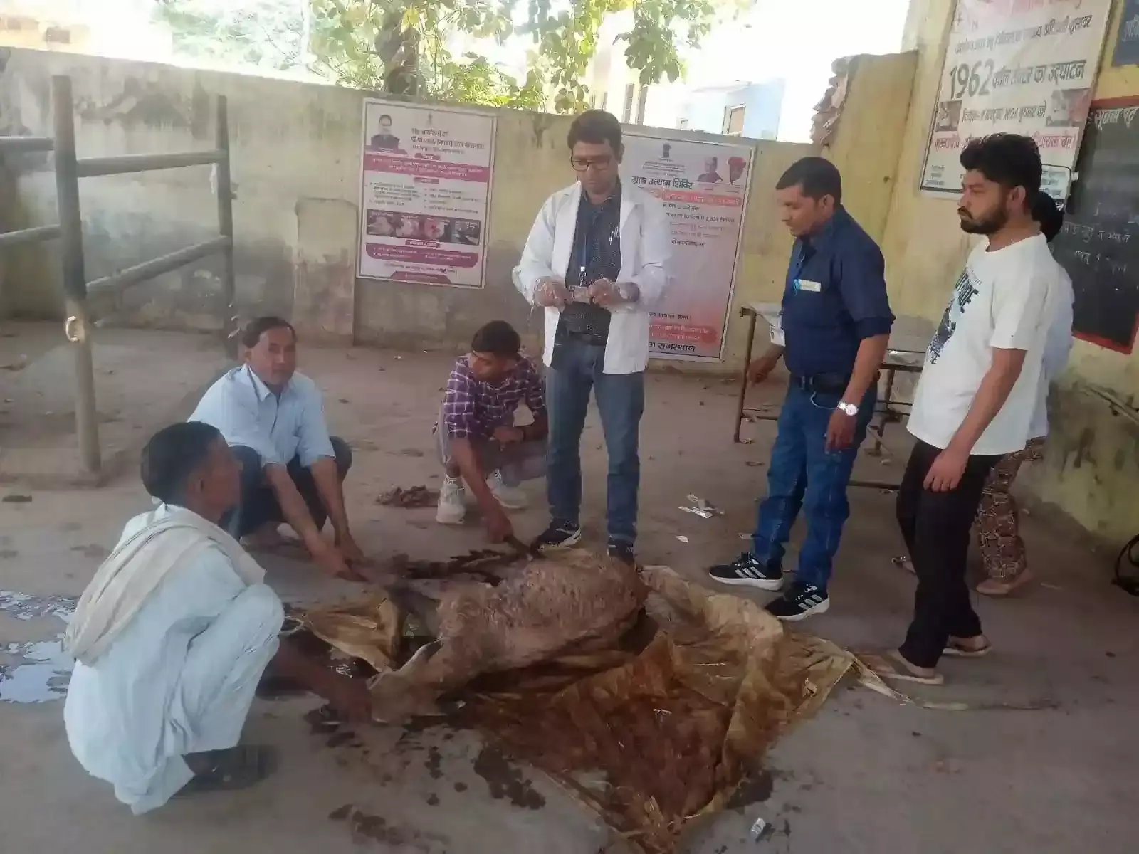 भुसावर में वन विभाग के कर्मियों द्वारा रेस्क्यू किया गया घायल नीलगाय का शावक। भुसावर में वन विभाग के कर्मियों द्वारा रेस्क्यू किया गया घायल नीलगाय का शावक।