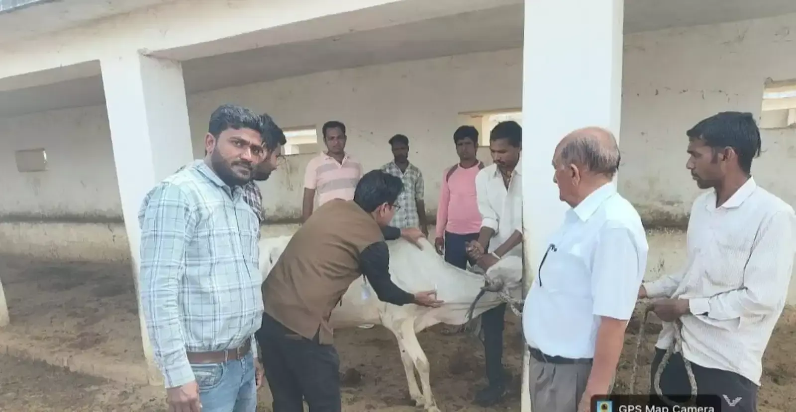 आमेट की जयसिंह श्याम गौशाला में पशुधन निरीक्षक द्वारा गोवंश को खुरपका-मुंहपका रोग का टीका लगाया जा रहा है।