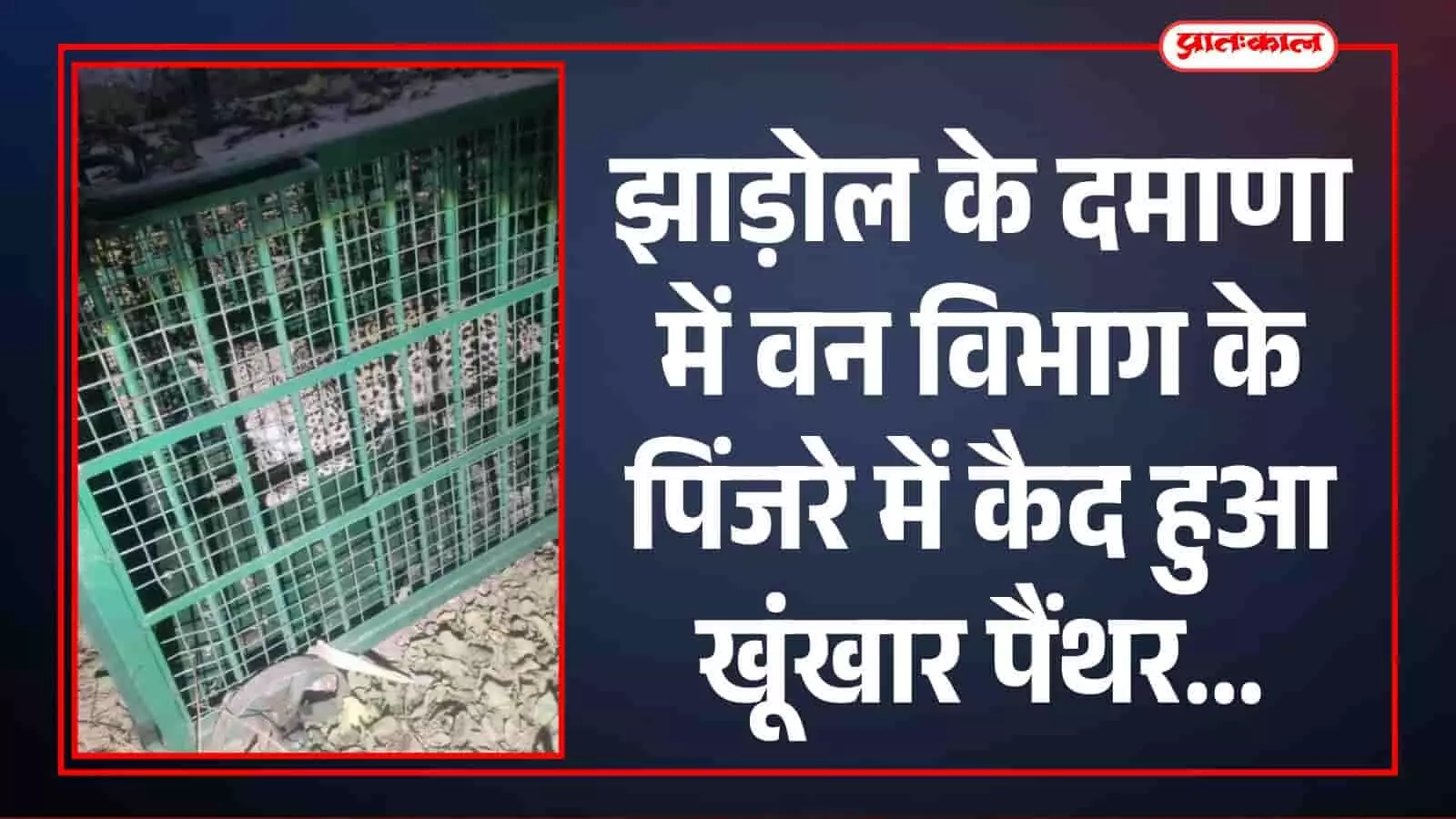 लोहे के पिंजरे में कैद पैंथर जिसे वन विभाग की टीम ने दमाणा गांव से रेस्क्यू किया है।