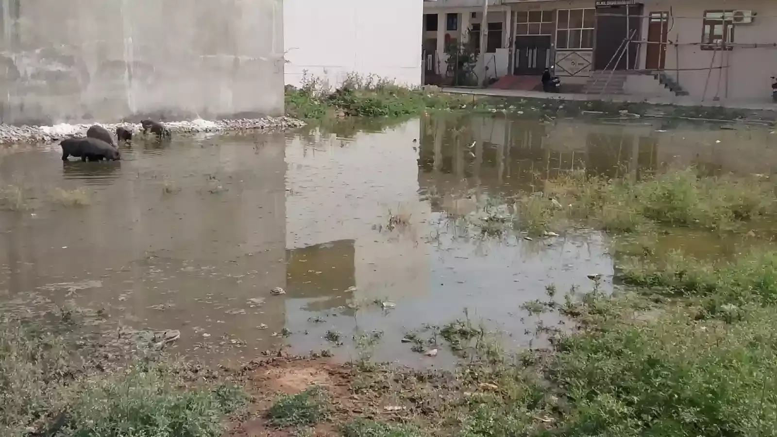सवाई माधोपुर की बालाजी विहार कॉलोनी में सड़क पर सीवरेज का गंदा पानी और जलभराव का दृश्य। सवाई माधोपुर की बालाजी विहार कॉलोनी में सड़क पर सीवरेज का गंदा पानी और जलभराव का दृश्य।