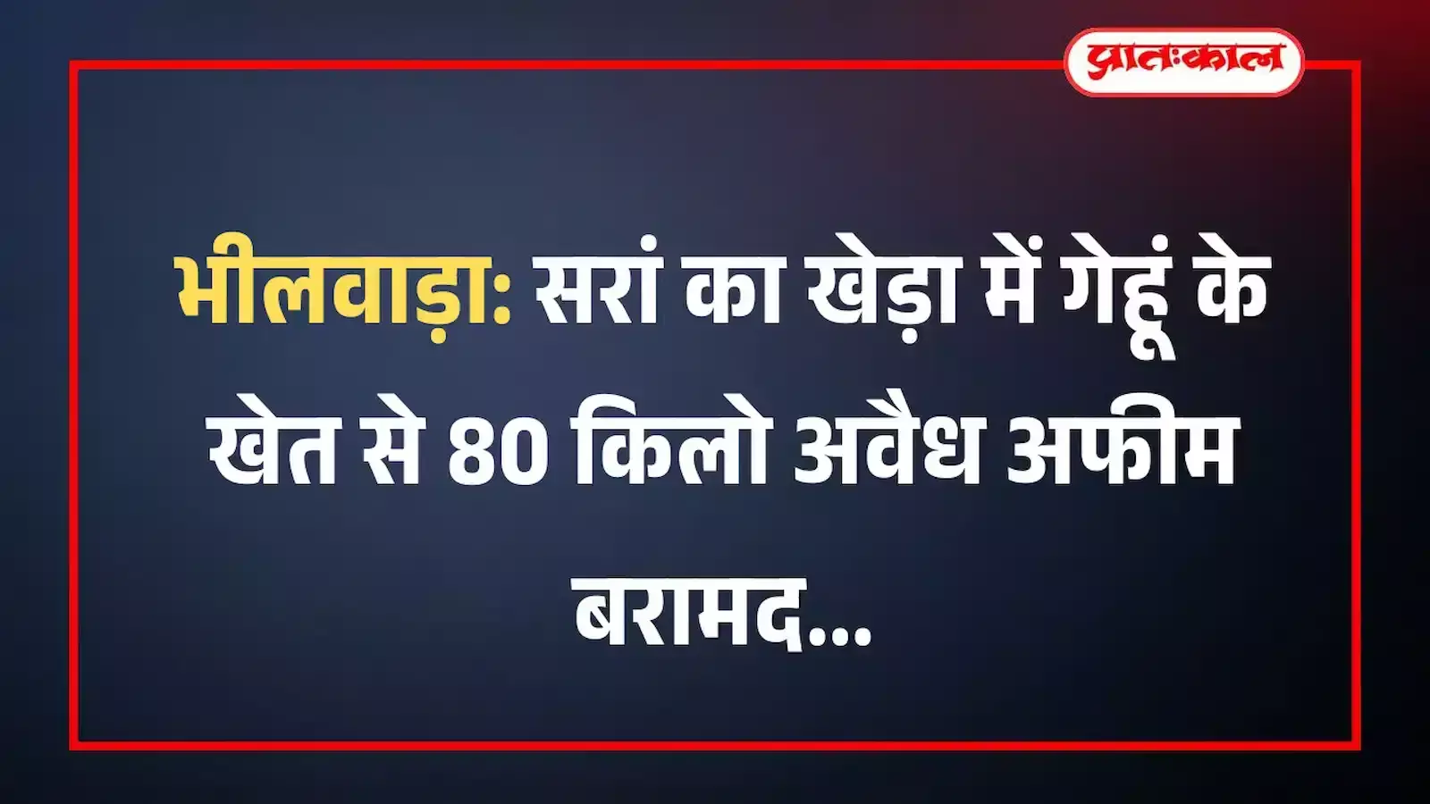 भीलवाड़ा: सरां का खेड़ा में गेहूं के खेत से 80 किलो अवैध अफीम बरामद भीलवाड़ा: सरां का खेड़ा में गेहूं के खेत से 80 किलो अवैध अफीम बरामद