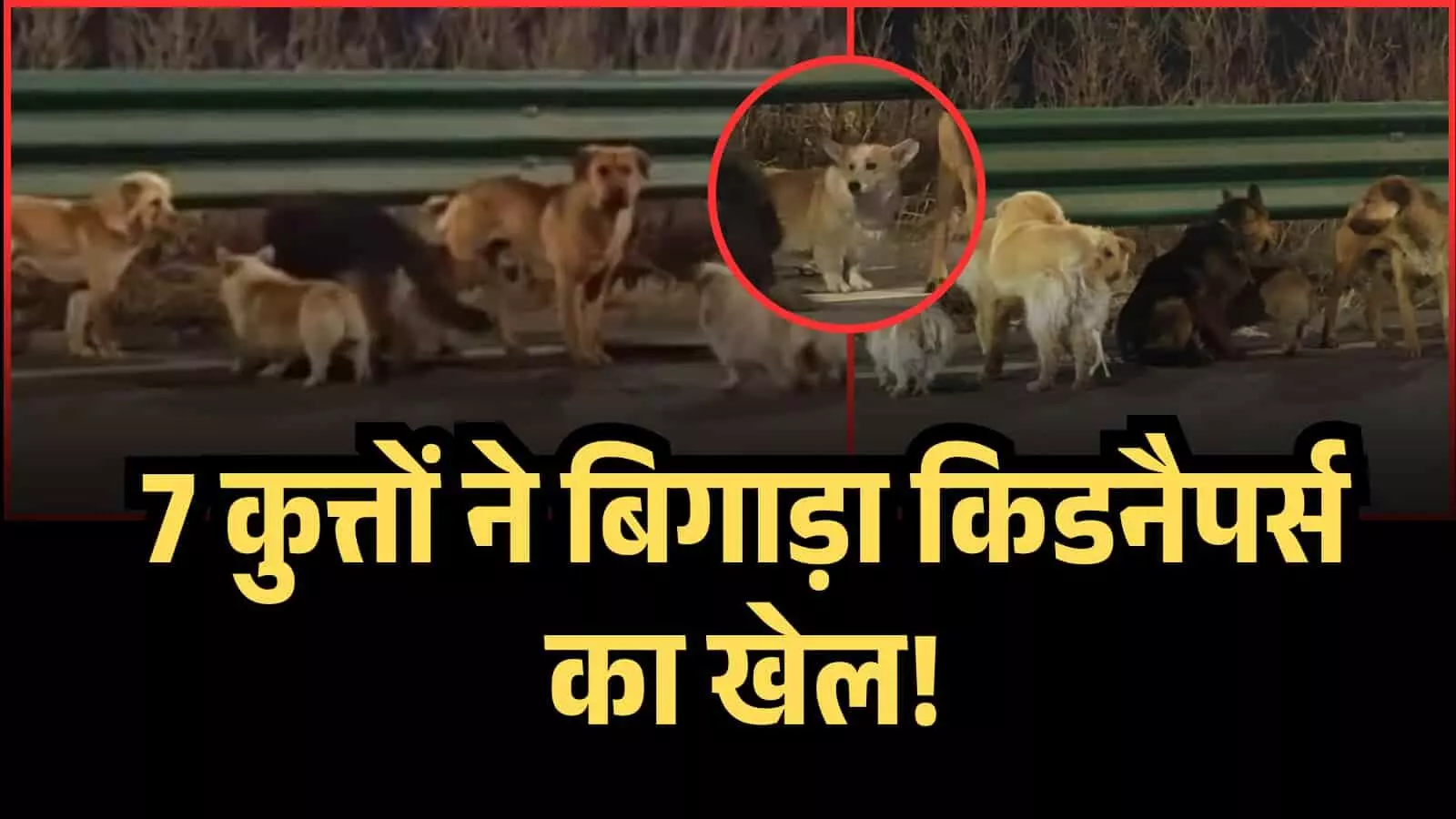 चीन: घरों से चुराए गए सात कुत्ते, चोरों के ट्रक से भाग निकले। एक साथ लगभग 17 किलोमीटर सफ़र तय किया। चीन: घरों से चुराए गए सात कुत्ते, चोरों के ट्रक से भाग निकले। एक साथ लगभग 17 किलोमीटर सफ़र तय किया।