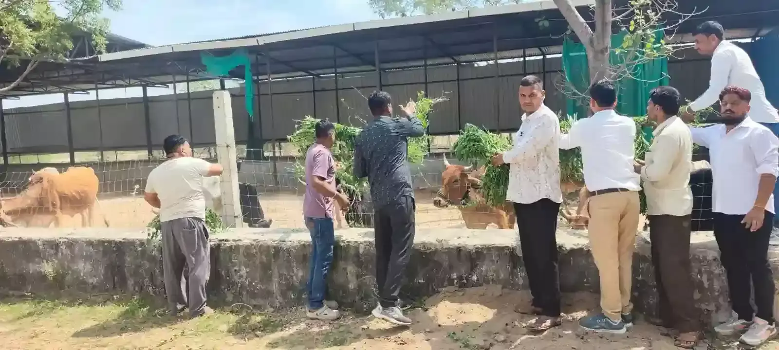 खेरोदा की महावीर हनुमान गौशाला में गायों को चारा खिलाते हुए विधायक उदयलाल डांगी और अन्य जनप्रतिनिधि। खेरोदा की महावीर हनुमान गौशाला में गायों को चारा खिलाते हुए विधायक उदयलाल डांगी और अन्य जनप्रतिनिधि।