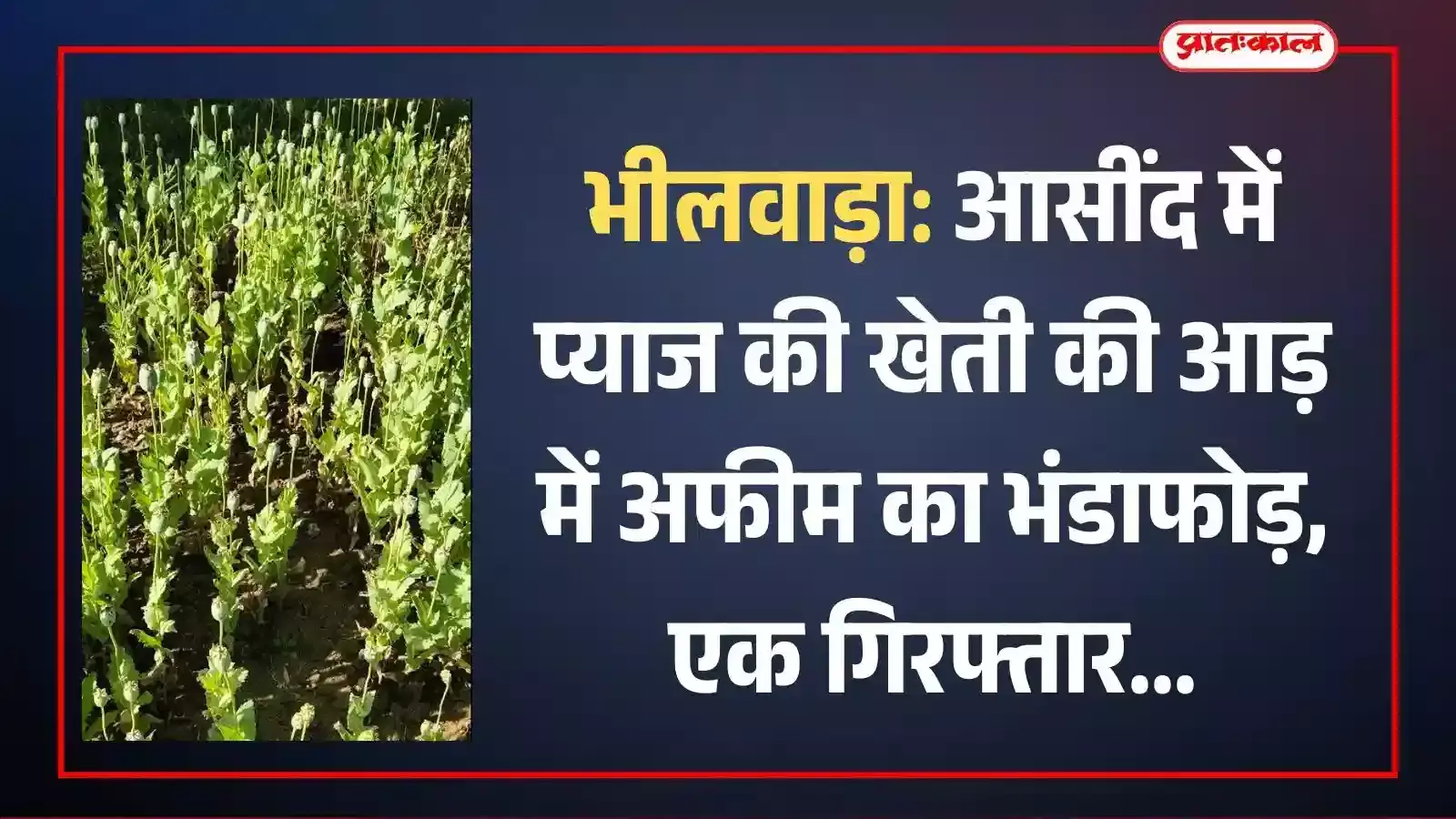 भीलवाड़ा के आसींद में प्याज के खेत के बीच उगे अफीम के पौधों की जांच करते नारकोटिक्स विभाग के अधिकारी। भीलवाड़ा के आसींद में प्याज के खेत के बीच उगे अफीम के पौधों की जांच करते नारकोटिक्स विभाग के अधिकारी।
