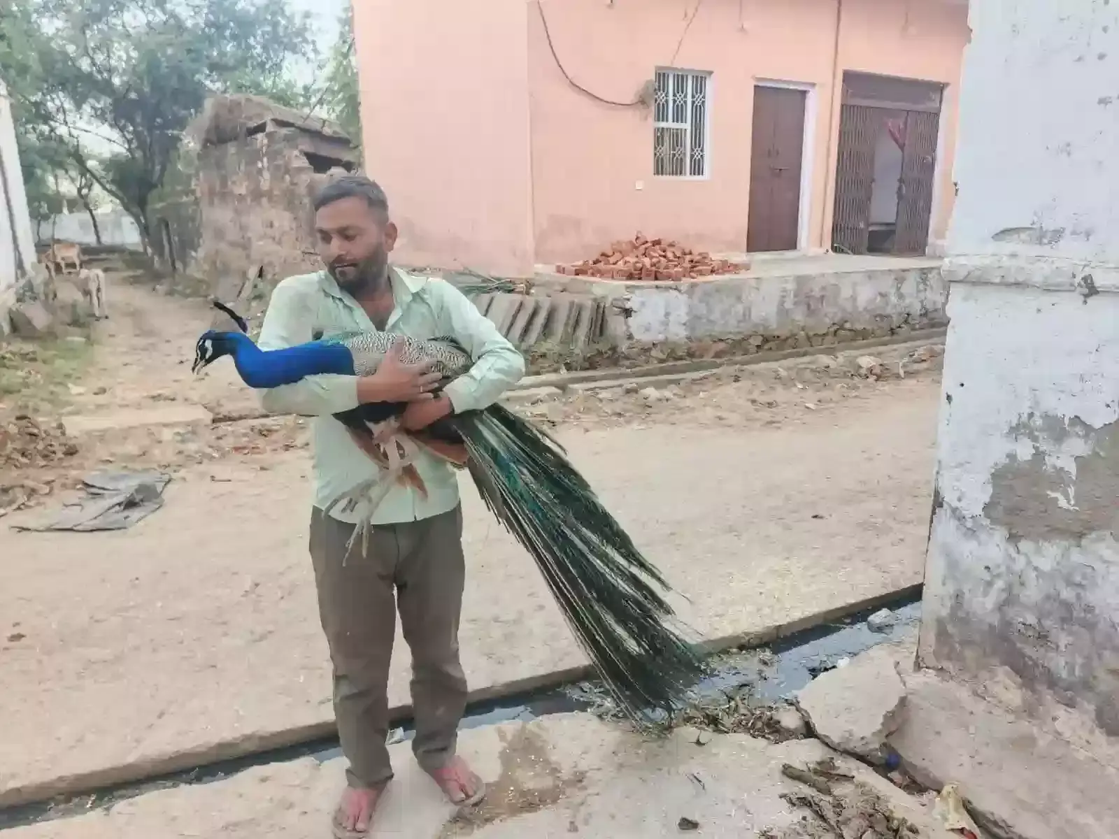भुसावर के सलेमपुर खुर्द में बंदरों के हमले में घायल हुआ मोर वन विभाग की कस्टडी में।
