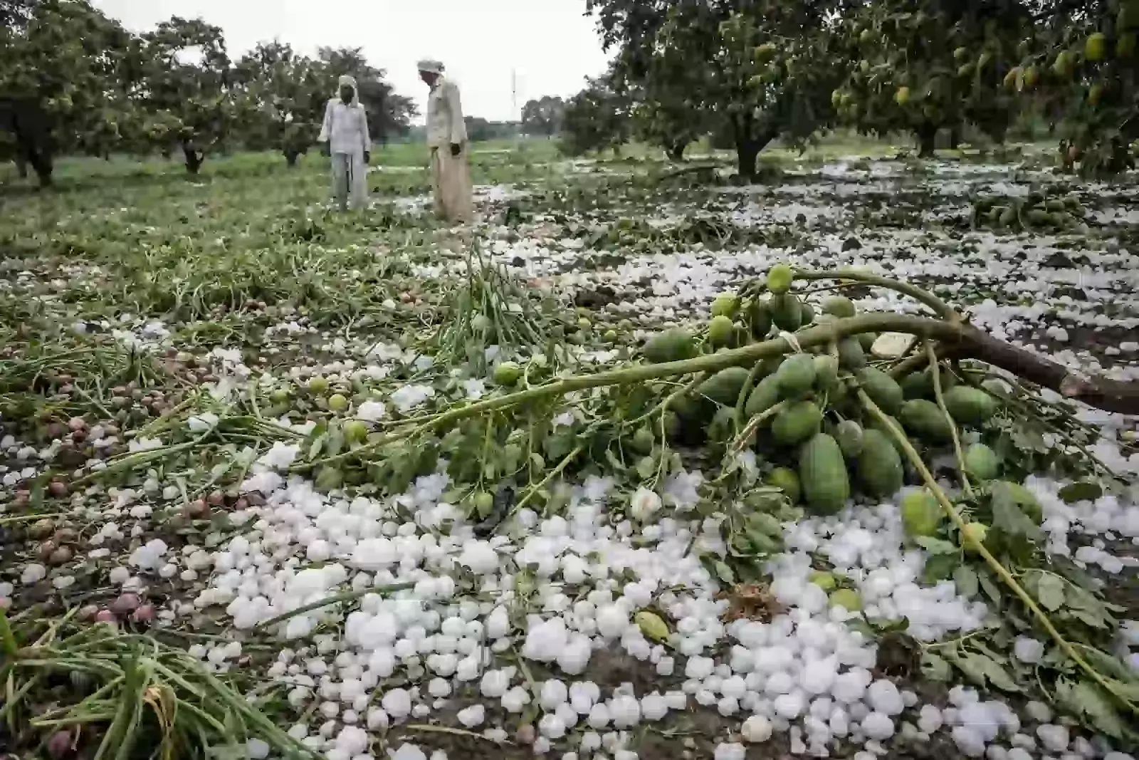 धुले के साक्री तालुका में ओलावृष्टि से नष्ट हुई प्याज की फसल का निरीक्षण करते किसान। धुले के साक्री तालुका में ओलावृष्टि से नष्ट हुई प्याज की फसल का निरीक्षण करते किसान।