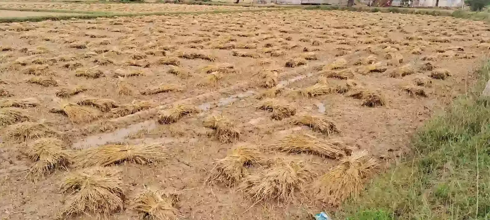 डीग के खेतों में ओलावृष्टि से नष्ट हुई फसल का निरीक्षण करते प्रशासनिक अधिकारी और किसान। डीग के खेतों में ओलावृष्टि से नष्ट हुई फसल का निरीक्षण करते प्रशासनिक अधिकारी और किसान।
