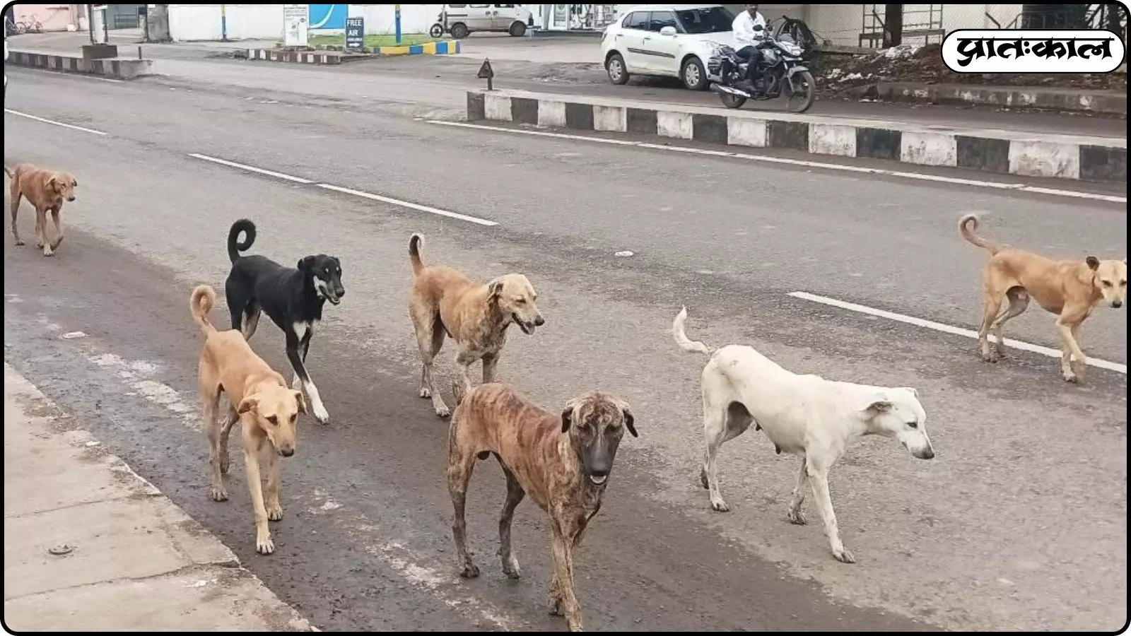 सड़क के बीच में अलग-अलग रंगों के सात आवारा कुत्ते चलते हुए दिखाई दे रहे हैं। सड़क के बीच में अलग-अलग रंगों के सात आवारा कुत्ते चलते हुए दिखाई दे रहे हैं।