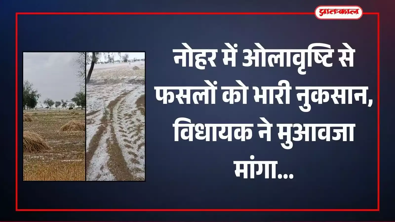 नोहर के खेत में ओलावृष्टि से खराब हुई गेहूं और सरसों की फसल देखते ग्रामीण किसान। नोहर के खेत में ओलावृष्टि से खराब हुई गेहूं और सरसों की फसल देखते ग्रामीण किसान।