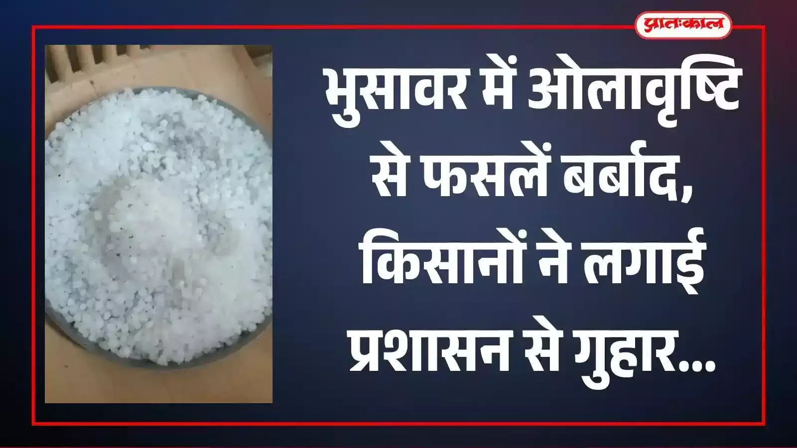 भुसावर के बल्लभगढ़ गांव में ओलावृष्टि से प्रभावित गेहूं के खेत में खड़ा किसान। भुसावर के बल्लभगढ़ गांव में ओलावृष्टि से प्रभावित गेहूं के खेत में खड़ा किसान।