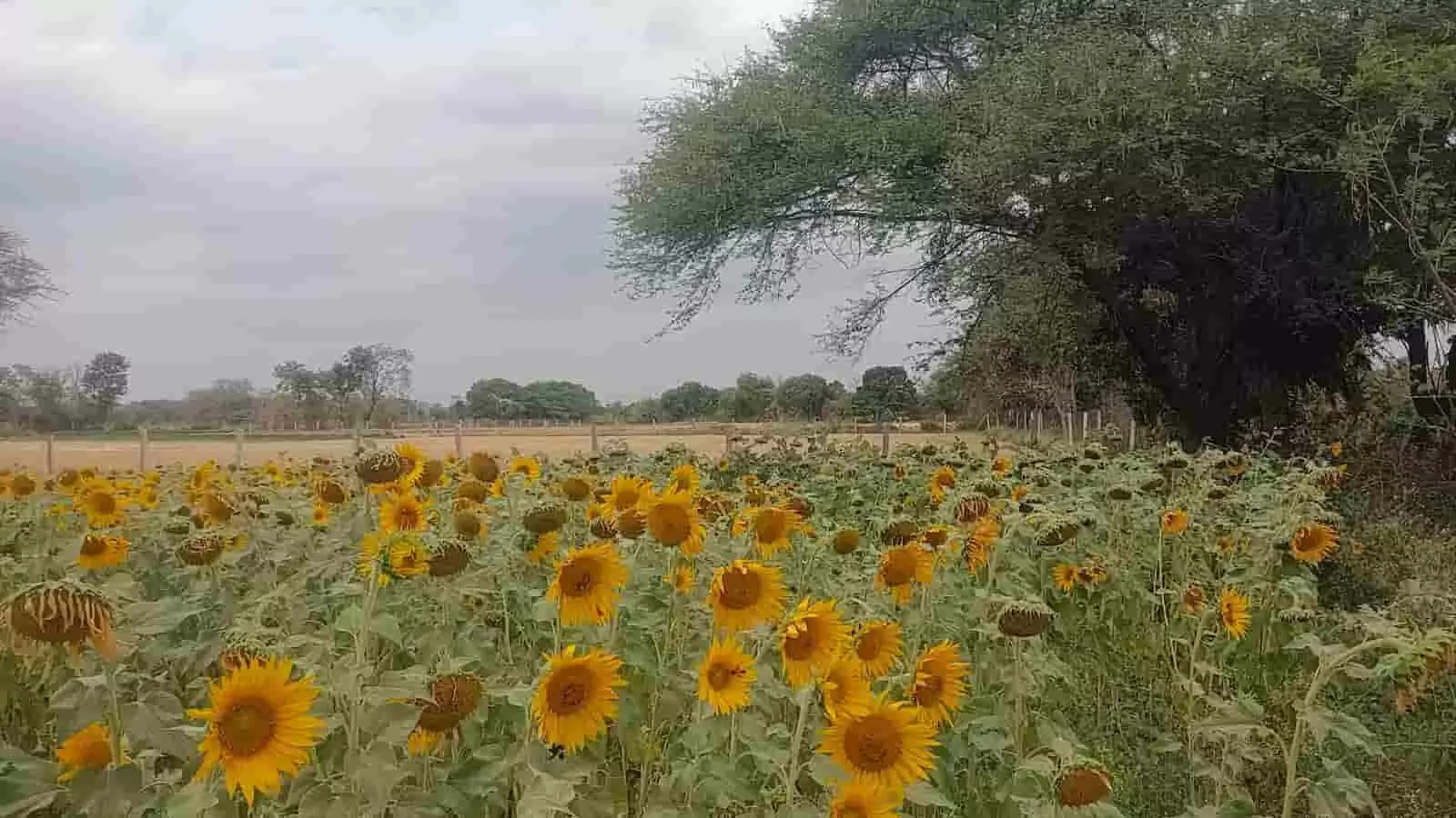 छोटीसादड़ी: किसान भगतराम तेली के खेतों में खिली सूरजमुखी, बना आकर्षण का केंद्र छोटीसादड़ी: किसान भगतराम तेली के खेतों में खिली सूरजमुखी, बना आकर्षण का केंद्र