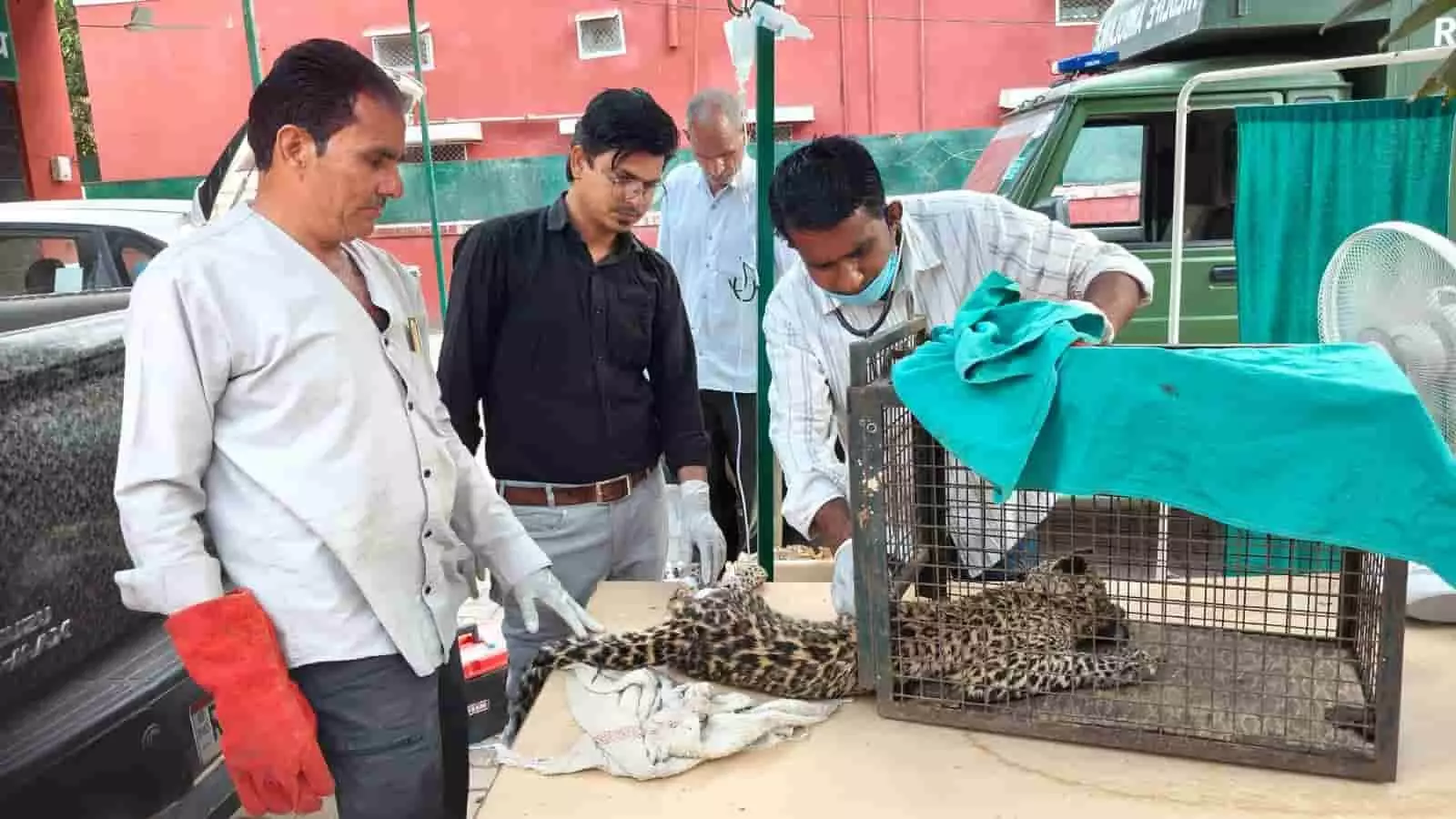 रणथंभौर: डिहाइड्रेशन की शिकार मादा पैंथर शावक का सफल रेस्क्यू और उपचार रणथंभौर: डिहाइड्रेशन की शिकार मादा पैंथर शावक का सफल रेस्क्यू और उपचार