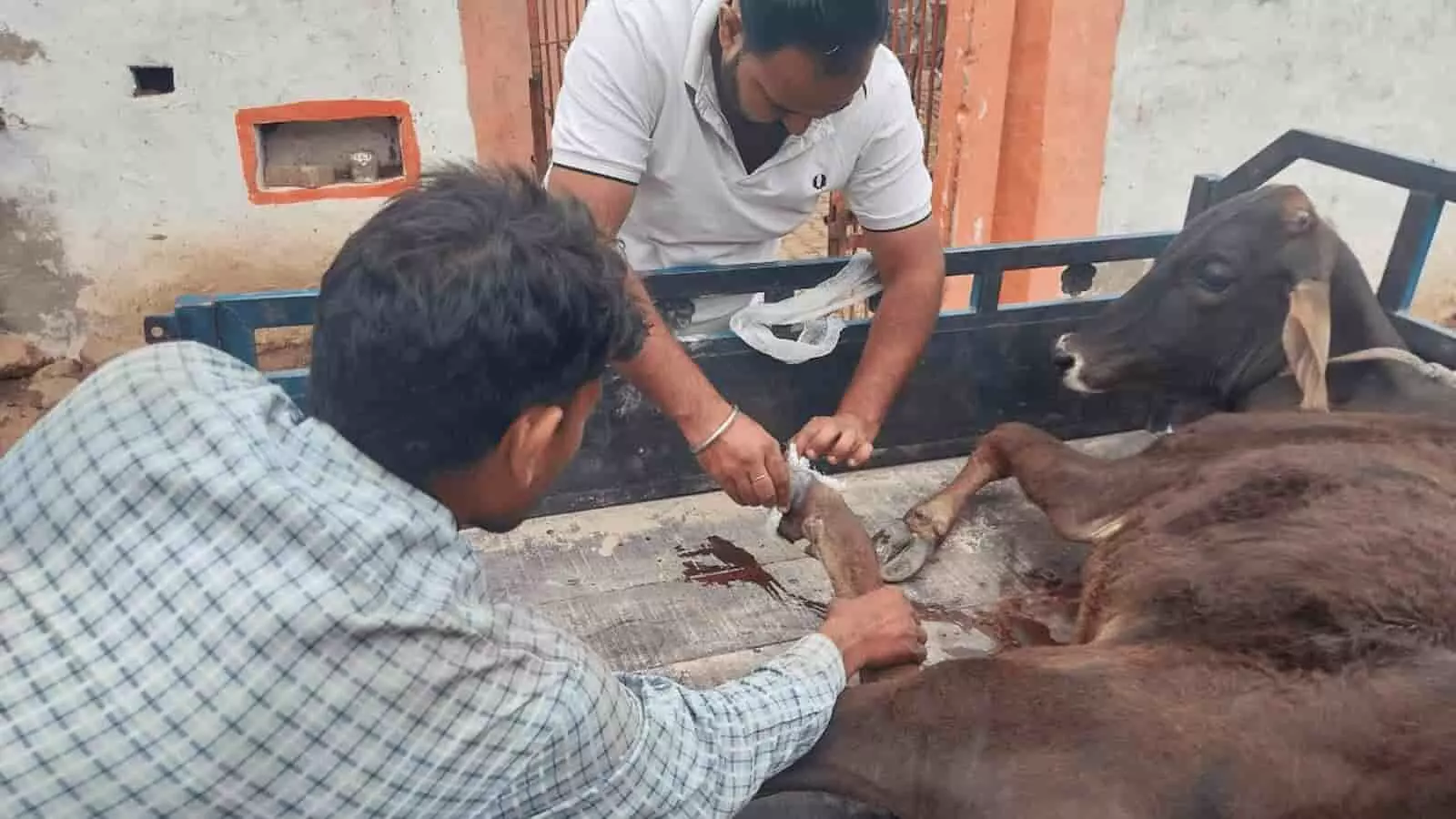 भुसावर: मुस्कान एक पहल संस्था ने घायल गौवंश का रेस्क्यू कर बचाई जान भुसावर: मुस्कान एक पहल संस्था ने घायल गौवंश का रेस्क्यू कर बचाई जान
