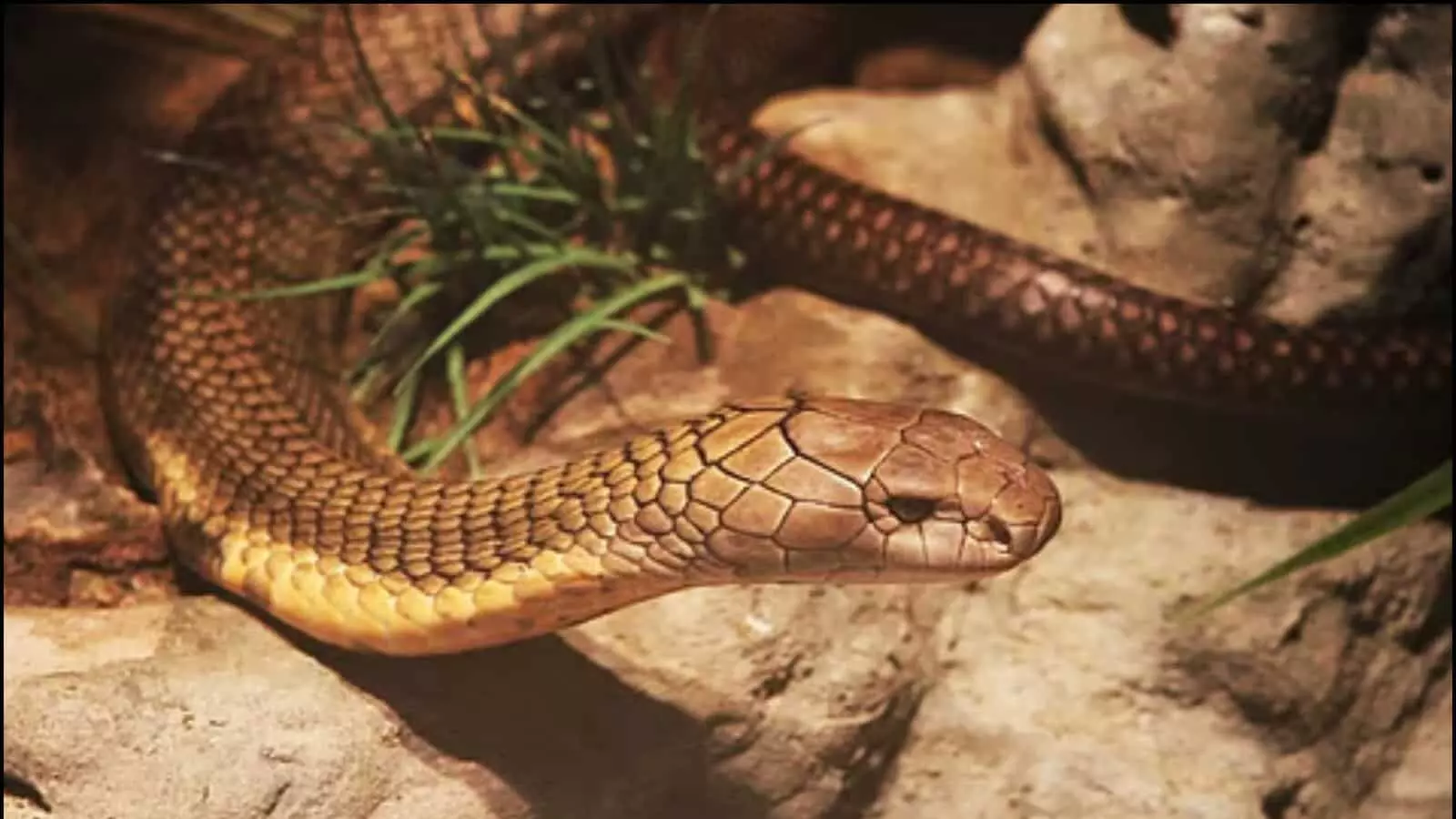 पथरीली जमीन पर बैठा हुआ एक भूरे रंग का जहरीला सांप जो ग्रामीण क्षेत्रों में सर्पदंश के खतरे को दर्शाता है।