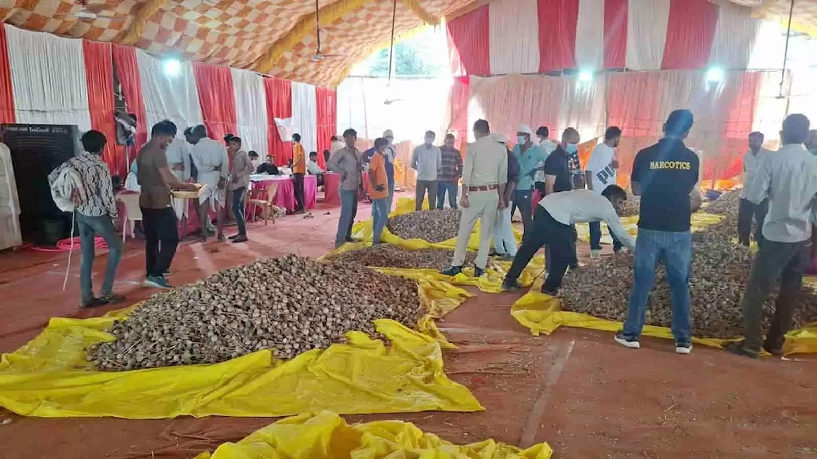 चित्तौड़गढ़ नारकोटिक्स विभाग परिसर में किसान अधिकारियों की निगरानी में अफीम डोडे तौल हेतु जमा कर रहे हैं।