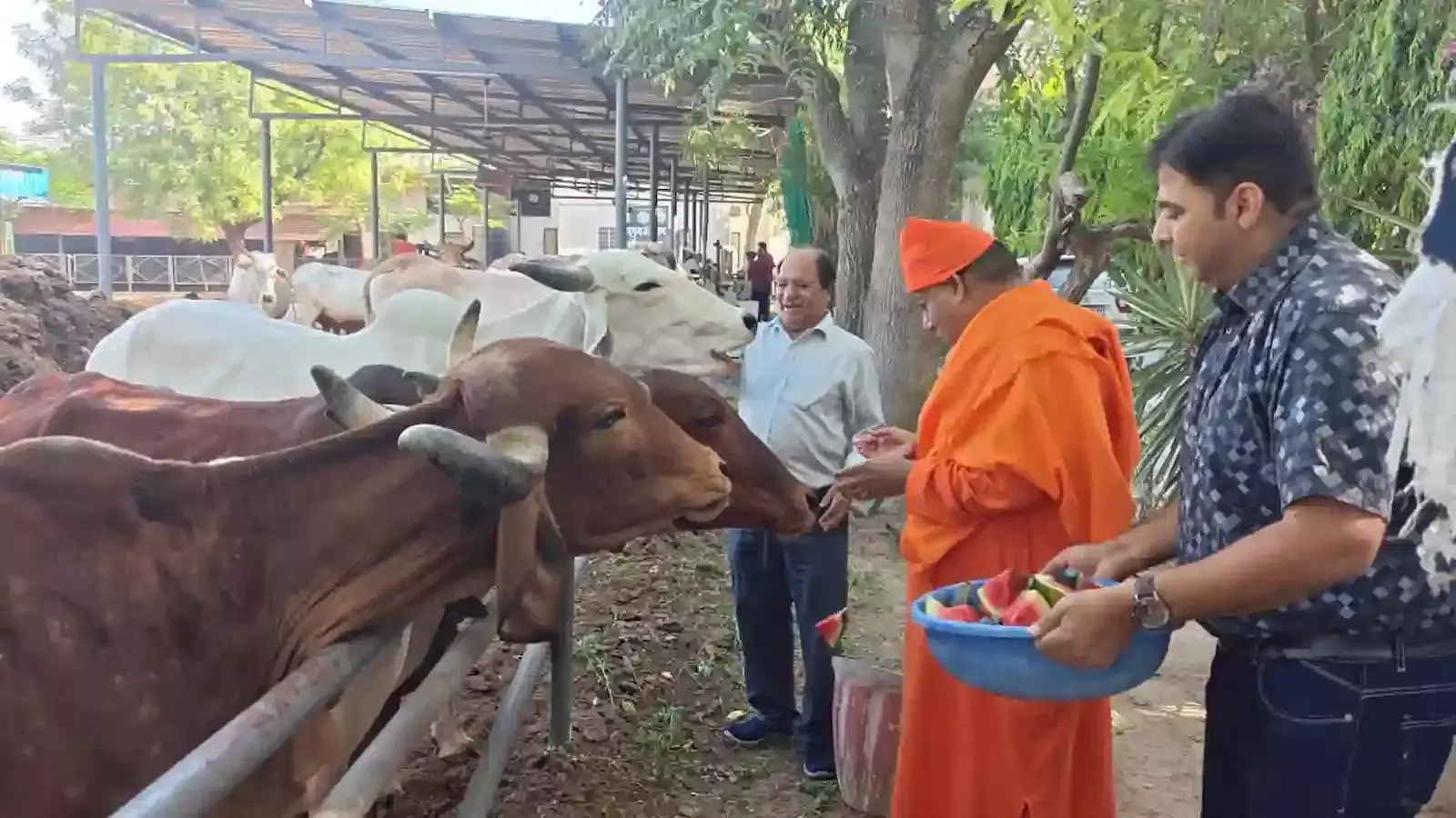 जयपुर की सदगुरु टेऊँराम गौशाला में वरुथिनी एकादशी पर गौमाता को फल खिलाते श्री अमरापुर दरबार के संत। जयपुर की सदगुरु टेऊँराम गौशाला में वरुथिनी एकादशी पर गौमाता को फल खिलाते श्री अमरापुर दरबार के संत।