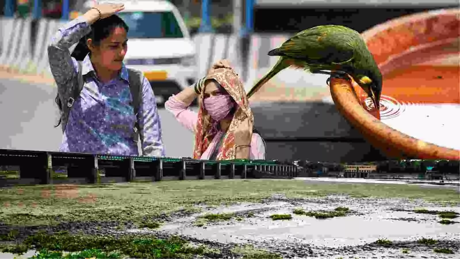 सूखी नदी का तल और पानी पीता पक्षी भारत में जल संकट और गर्मी के प्रभाव को दर्शाते हुए सूखी नदी का तल और पानी पीता पक्षी भारत में जल संकट और गर्मी के प्रभाव को दर्शाते हुए
