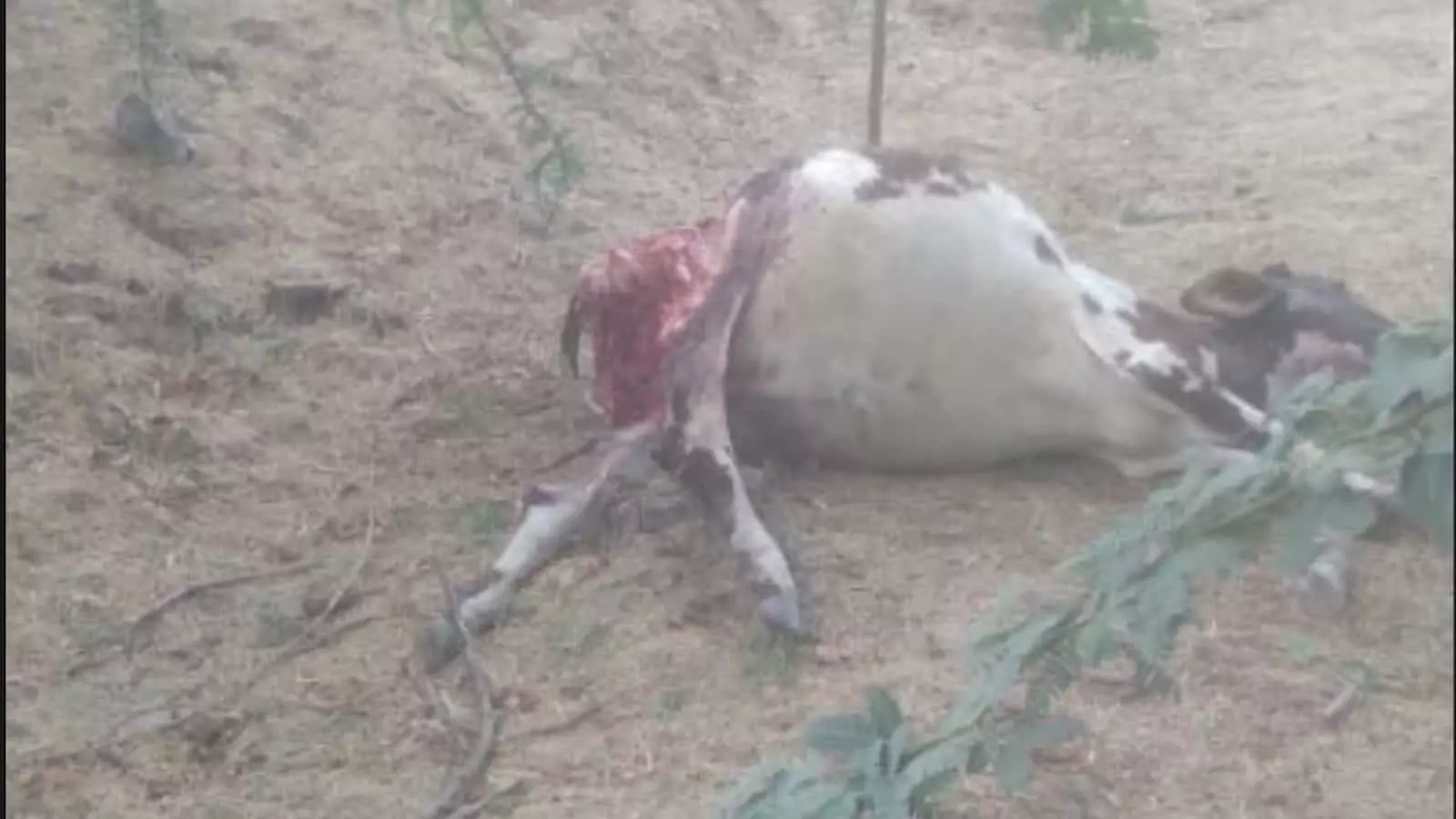 फतहनगर के रोहिडा गांव में बाड़े के भीतर पैंथर के हमले में मृत पड़ा गाय का बछड़ा।