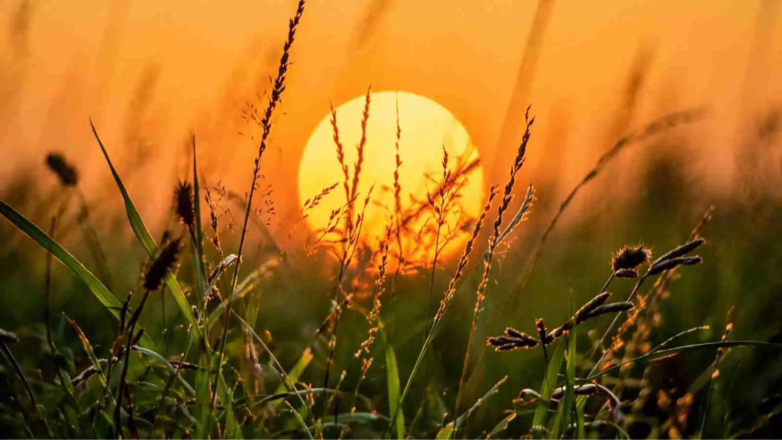 घास के मैदान में धुंधली पृष्ठभूमि के साथ डूबता हुआ सूरज और घास की बालियां घास के मैदान में धुंधली पृष्ठभूमि के साथ डूबता हुआ सूरज और घास की बालियां