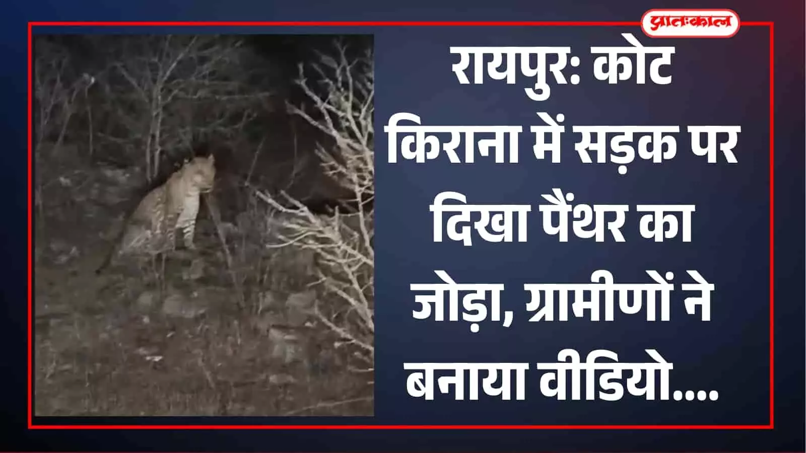 राजस्थान के रायपुर में कोट किराना जंगल की सड़क पर टहलता हुआ पैंथर का जोड़ा। राजस्थान के रायपुर में कोट किराना जंगल की सड़क पर टहलता हुआ पैंथर का जोड़ा।