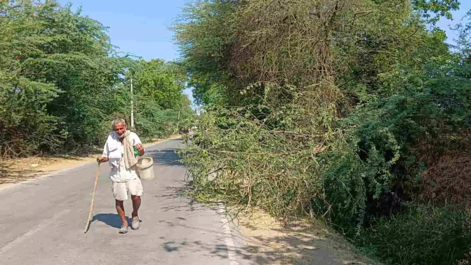 खेरोदा-खरसान मुख्य मार्ग पर सड़क किनारे उगी कंटीली झाड़ियों के बीच से गुजरता एक व्यक्ति। खेरोदा-खरसान मुख्य मार्ग पर सड़क किनारे उगी कंटीली झाड़ियों के बीच से गुजरता एक व्यक्ति।