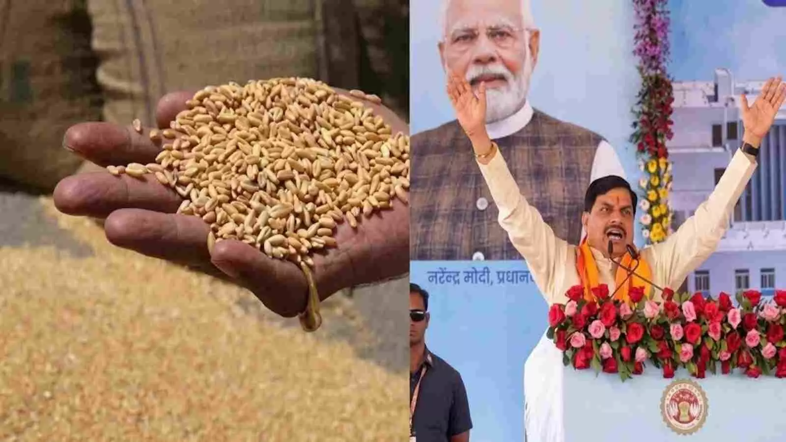 हाथ में गेहूं के दाने और मुख्यमंत्री मोहन यादव मध्य प्रदेश में समर्थन मूल्य पर गेहूं खरीदी के संदर्भ में हाथ में गेहूं के दाने और मुख्यमंत्री मोहन यादव मध्य प्रदेश में समर्थन मूल्य पर गेहूं खरीदी के संदर्भ में