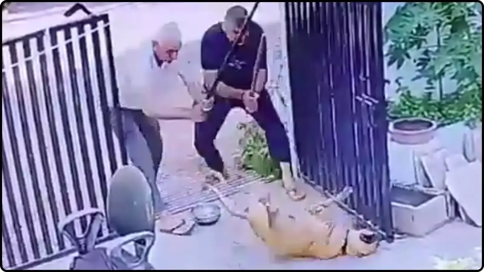 घर के बाहर दो व्यक्ति जमीन पर पड़े कुत्ते को डंडे से मारते हुए सीसीटीवी फुटेज के संदर्भ में। घर के बाहर दो व्यक्ति जमीन पर पड़े कुत्ते को डंडे से मारते हुए सीसीटीवी फुटेज के संदर्भ में।