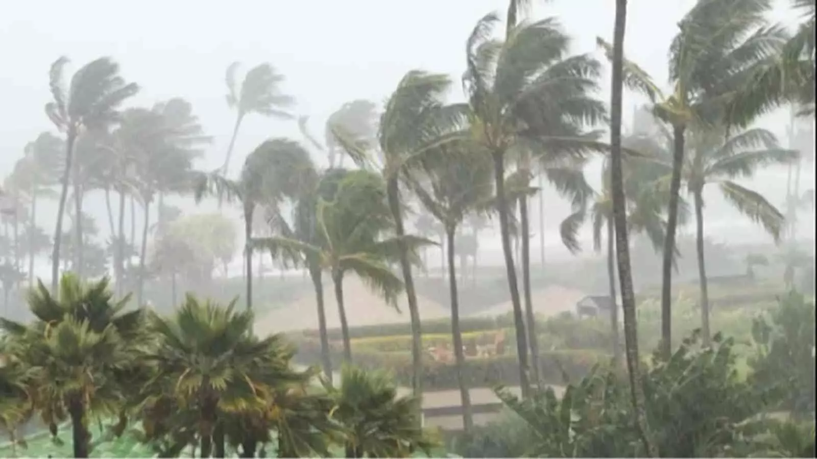 तेज हवा और बारिश के बीच झुकते हुए ताड़ के पेड़ और धुंधला आसमान दिख रहा है।