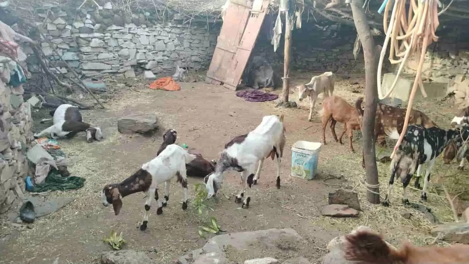 गादरोला गांव के बाड़े में पैंथर के हमले के बाद मृत और घायल बकरियां जमीन पर पड़ी हुई हैं।