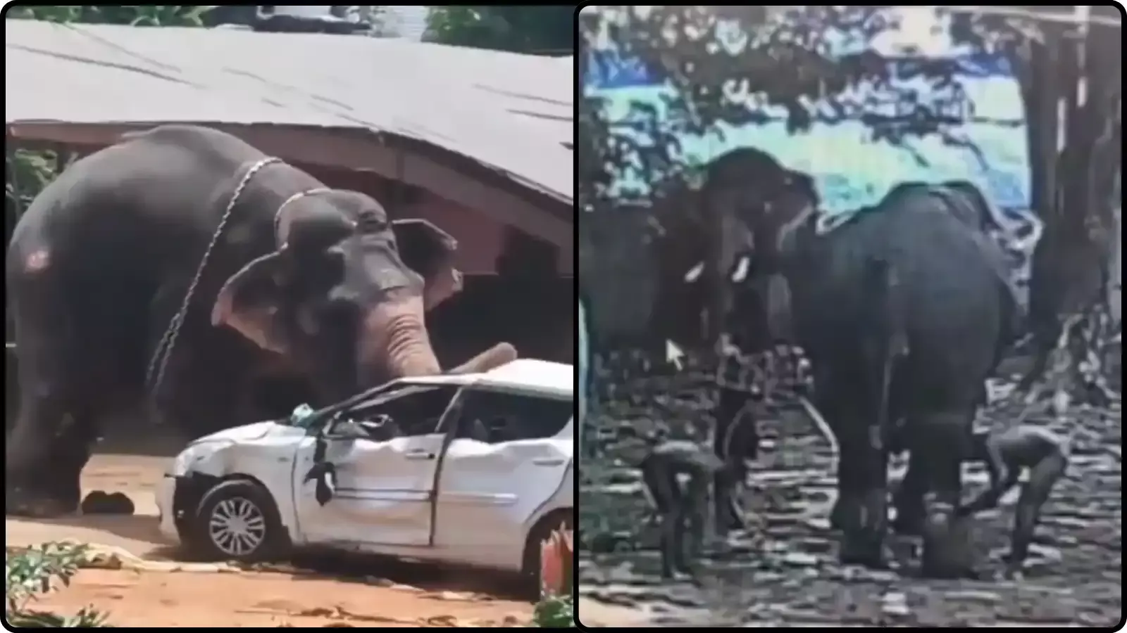 बेकाबू हाथी एक सफेद कार को क्षतिग्रस्त कर रहा है और लोग केरल में मंदिर के पास खड़े हैं।
