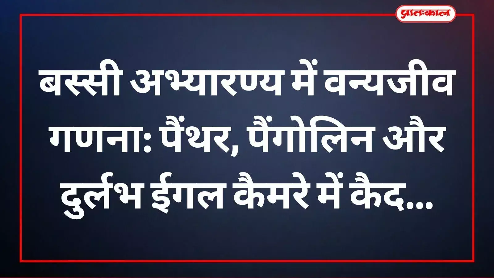 बस्सी अभ्यारण्य के वॉटर होल के पास घूमता हुआ पैंथर वन्यजीव गणना के दौरान। बस्सी अभ्यारण्य के वॉटर होल के पास घूमता हुआ पैंथर वन्यजीव गणना के दौरान।