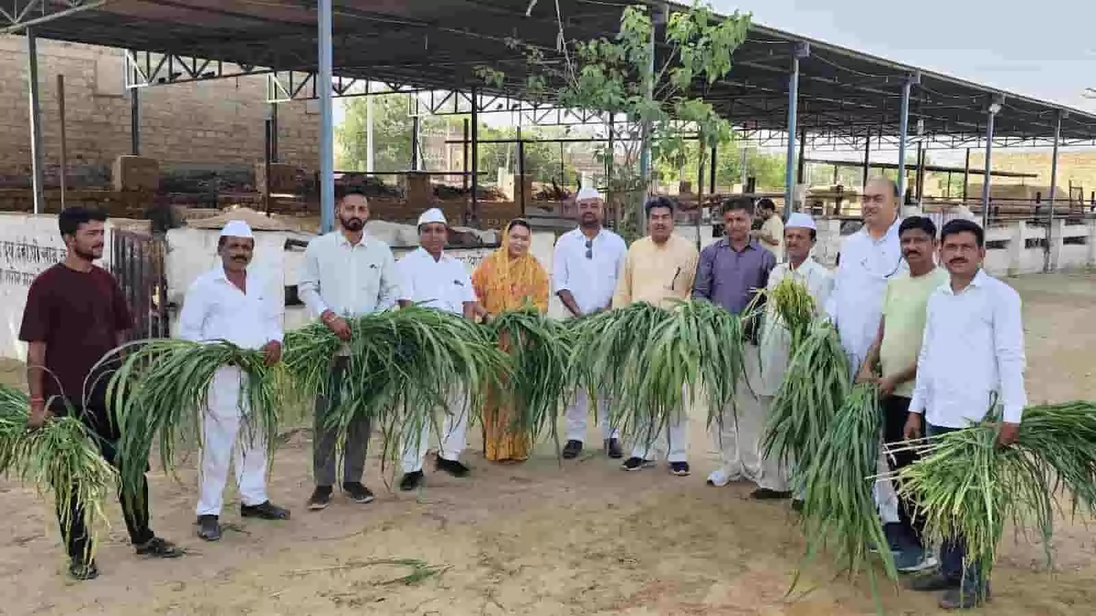 कन्हैया गौशाला में डॉ. हार्डीकर जयंती पर गायों के लिए हरा चारा पकड़े हुए कांग्रेस कार्यकर्ता और नेता।