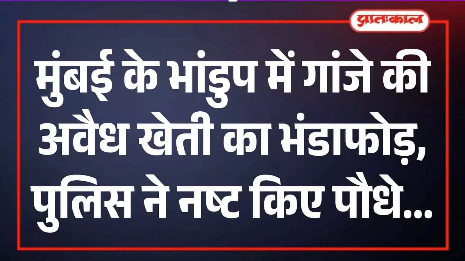 मुंबई के भांडुप में पुलिस पहाड़ी क्षेत्र से अवैध गांजे के पौधे हटाते हुए। मुंबई के भांडुप में पुलिस पहाड़ी क्षेत्र से अवैध गांजे के पौधे हटाते हुए।
